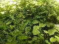 Image file: _3/photo64.jpg