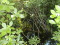 Image file: _3/photo66.jpg