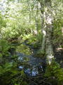 Image file: _4/photo70.jpg