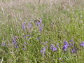 Image file: _4/photo79.jpg
