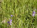 Image file: _4/photo80.jpg