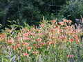 Image file: _4/photo81.jpg