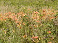 Image file: _4/photo82.jpg