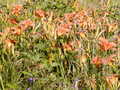 Image file: _4/photo83.jpg