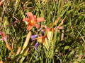 Image file: _4/photo84.jpg