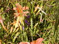 Image file: _4/photo85.jpg