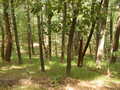 Image file: _1/photo06.jpg