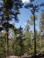 Image file: _1/photo11.jpg