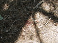 Image file: _1/photo23.jpg