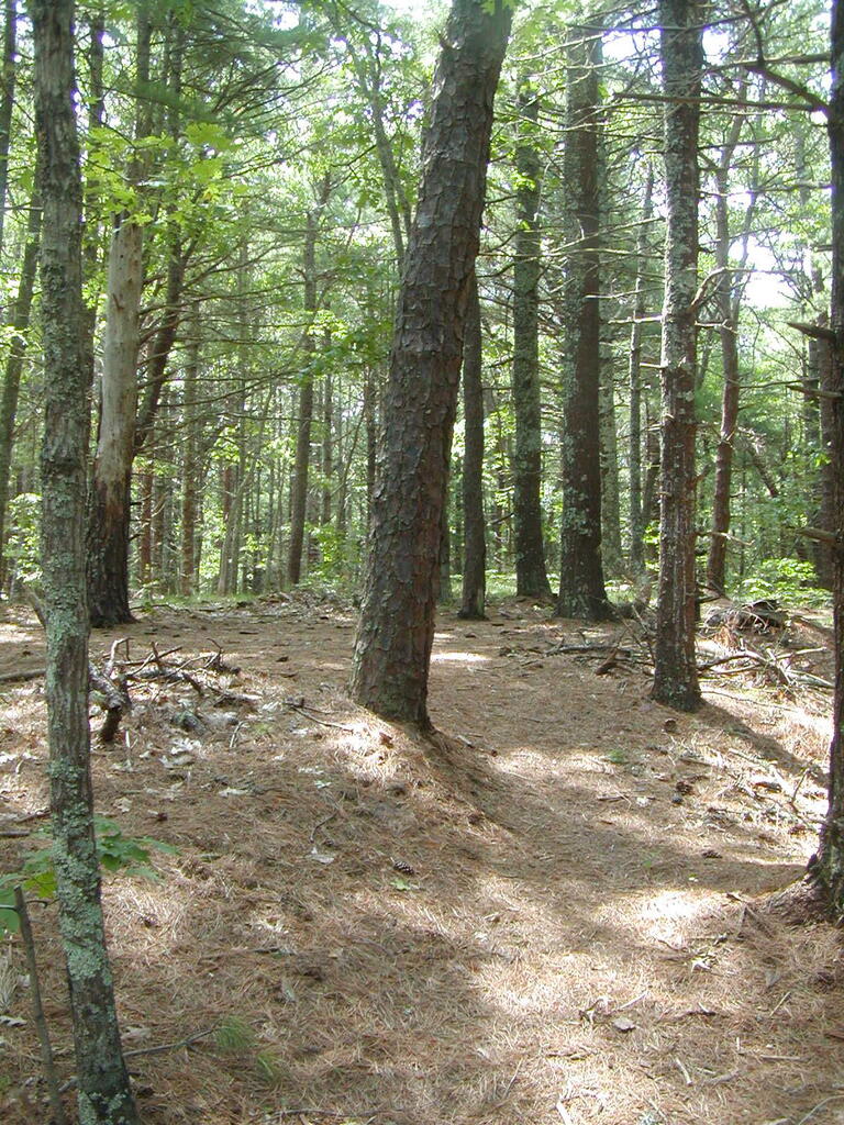 No description provided for: /2009/0715-jkenrick-woods/_1/photo03.html