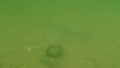 Image file: _3/photo52.jpg