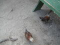 Image file: _1/photo23.jpg