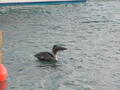Image file: _2/photo24.jpg