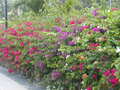 Image file: _1/photo16.jpg