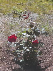 Image file: photo07.jpg