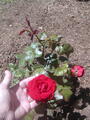 Image file: photo04.jpg