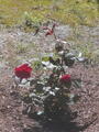 Image file: photo07.jpg