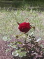 Image file: photo08.jpg