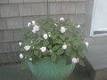 Image file: photo07.jpg