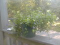 Image file: photo11.jpg