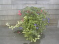 Image file: photo15.jpg