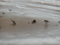 Image file: _1/photo13.jpg