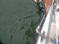 Image file: _2/photo27.jpg