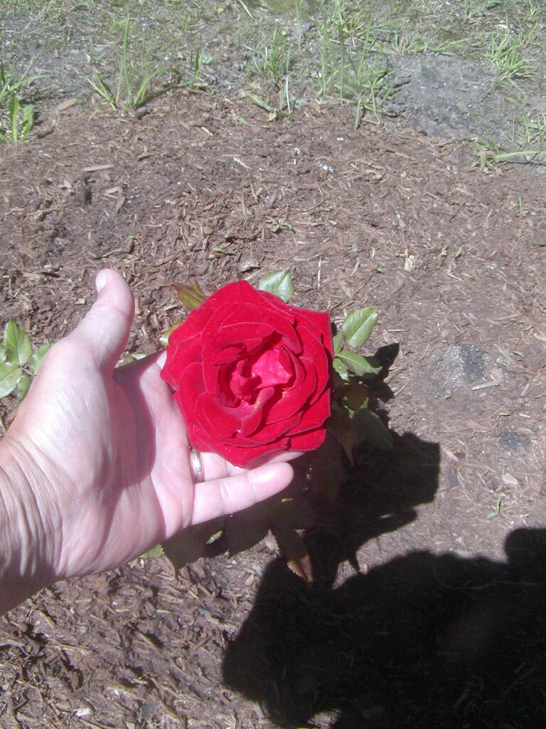 No description provided for: /2012/04-06/0610-roses/photo02.html