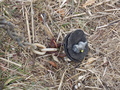 Image file: _1/photo10.jpg