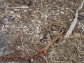 Image file: _1/photo19.jpg