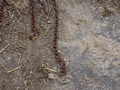 Image file: _2/photo29.jpg