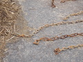 Image file: _2/photo31.jpg