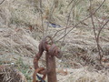 Image file: _2/photo35.jpg