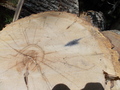 Image file: photo02.jpg