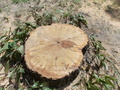Image file: photo05.jpg