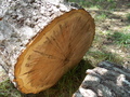 Image file: photo08.jpg