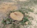 Image file: photo10.jpg