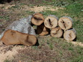 Image file: photo01.jpg