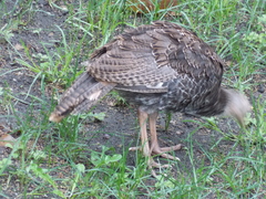 Image file: photo07.jpg