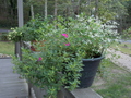 Image file: _1/photo06.jpg