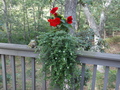 Image file: _1/photo15.jpg