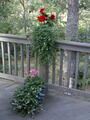 Image file: _1/photo16.jpg