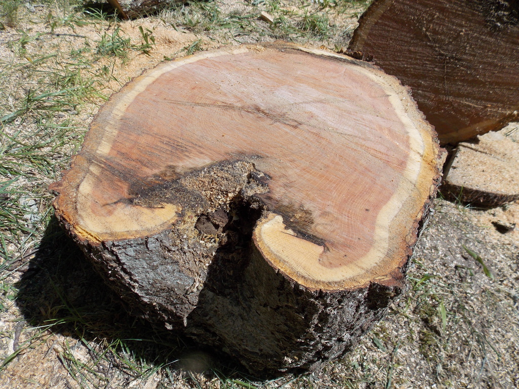 No description provided for: /2013/07-09/0731-rotten-tree/photo16.html