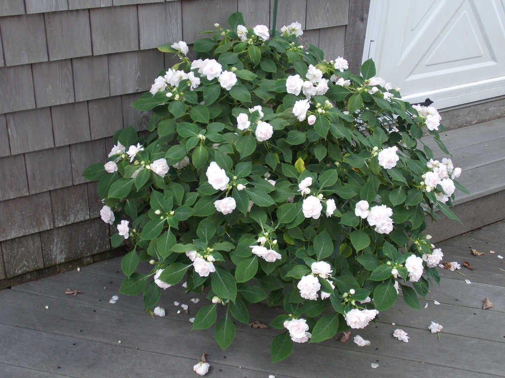 No description provided for: /2013/07-09/0915-flowers-house-yard/_1/photo07.html