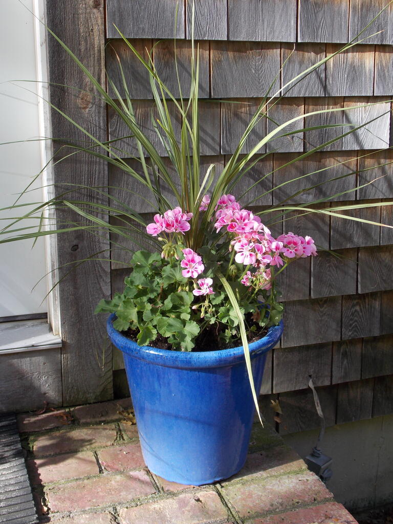No description provided for: /2013/07-09/0915-flowers-house-yard/_1/photo21.html