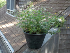 Image file: photo09.jpg