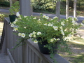 Image file: photo11.jpg