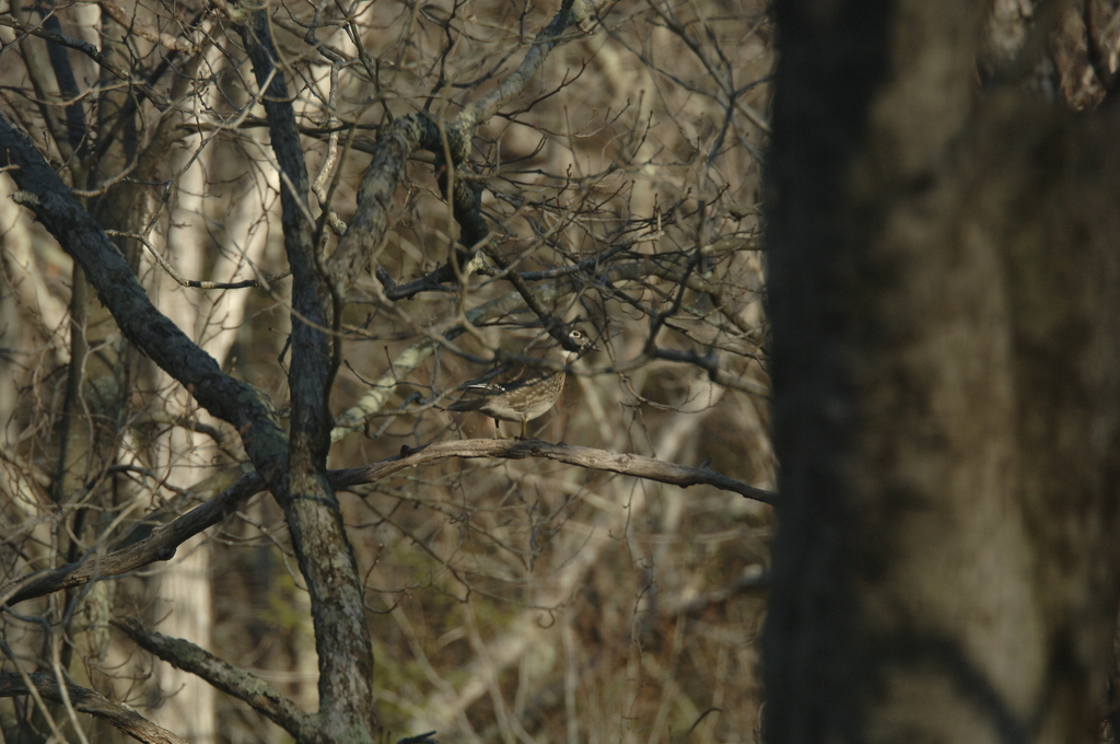 No description provided for: /2014/0409-duck-in-tree/photo02.html