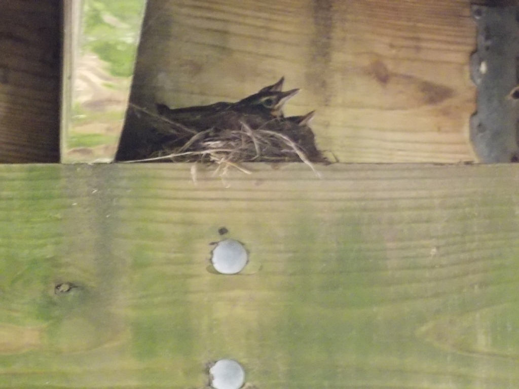 No description provided for: /2014/0725-robin-nest/photo01.html