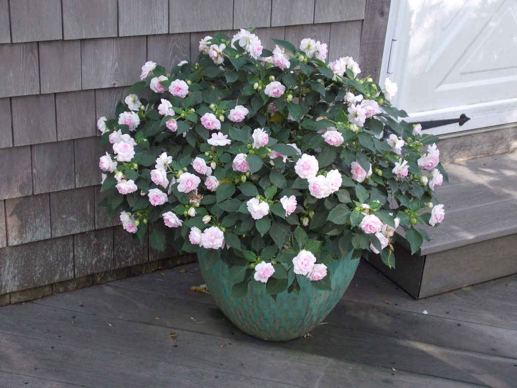 No description provided for: /2014/0911-deck-flowers/photo07.html